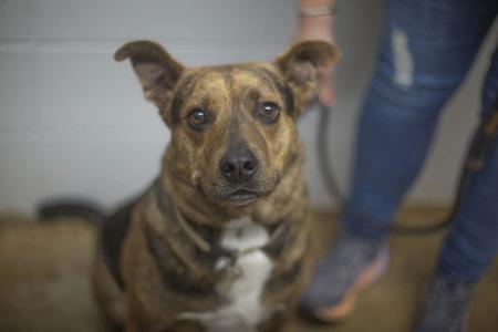 A brindle-colored dog with erect ears looks directly at the camera.