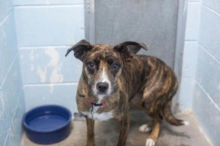 Jade, Boxer / Australian Shepherd, young, available for adoption