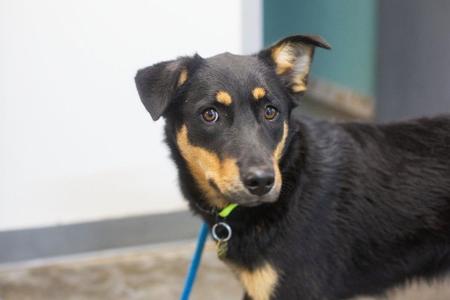 Lilly, Shepherd, young, available for adoption