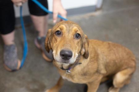 Hallie, Bloodhound / Labrador Retriever, young, available for adoption