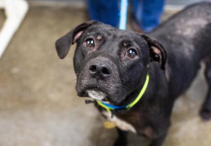 Apple, Pit Bull Terrier, adult, available for adoption