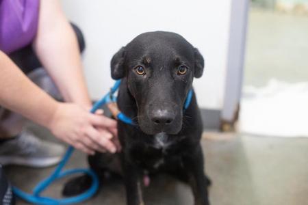 Nutty Buddy, Labrador Retriever / Red Heeler, young, available for adoption