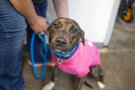 Baby Girl, Mountain Cur, young, available for adoption