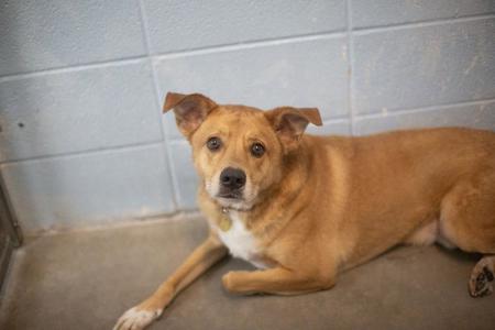 Rocky, Labrador Retriever, adult, available for adoption