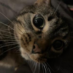 Babs, adult, available for adoption
