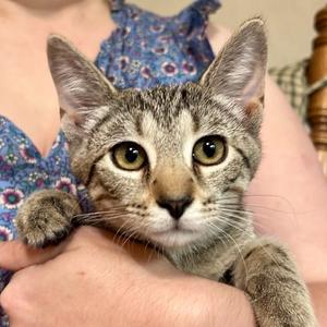 Mint, kitten, available for adoption