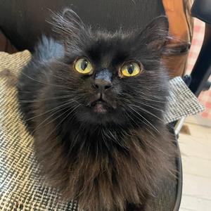 Melodie, senior, available for adoption