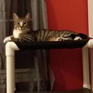 Destin, adult, available for adoption