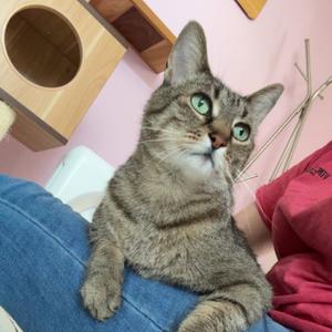 Clyde, adult, available for adoption