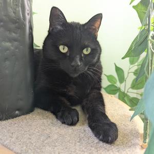 Hash Browns, adult, available for adoption