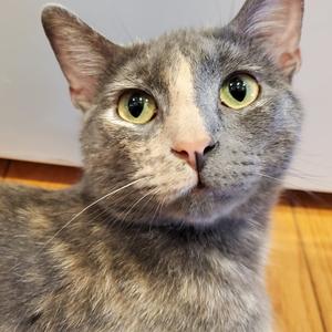 Miss Gravy, adult, available for adoption