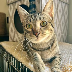 David Jr., adult, available for adoption