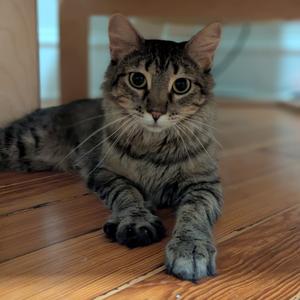 Minocqua, adult, available for adoption