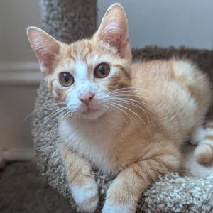 An orange and white cat with large eyes and long whiskers is lying on a textured surface, possibly a cat bed or blanket. The cat appears to be looking directly at the camera with a curious expression. The background is slightly blurred, emphasizing the cat as the main subject.