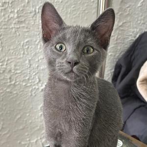A gray cat with green eyes looking directly at the camera.