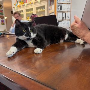 Ice Cream Sundae, adult, available for adoption