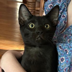 Basil, kitten, available for adoption