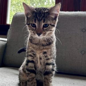 Chive, kitten, available for adoption