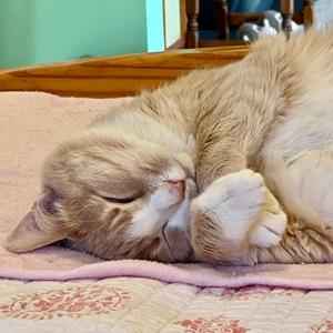 James, senior, available for adoption