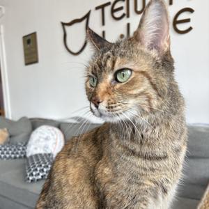 A tabby cat with green eyes sitting on a gray couch, looking to the side. The background features a wall with a decorative sign that reads "Tails & Tales".