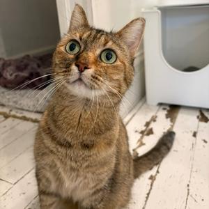 Bonnie, adult, available for adoption