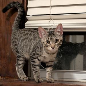 Gemmy Changa, adult, available for adoption