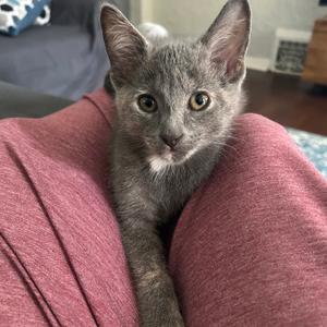 A gray cat with large ears and bright eyes is sitting on a person's lap, wearing a red shirt.