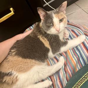 Crystal, senior, available for adoption