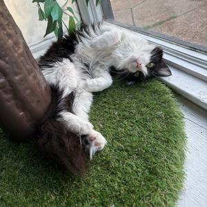 Cassoulet, adult, available for adoption