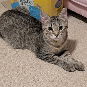 Casey Dia, adult, available for adoption