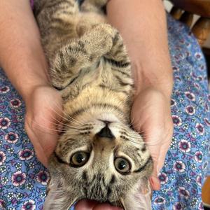Chamomile, kitten, available for adoption