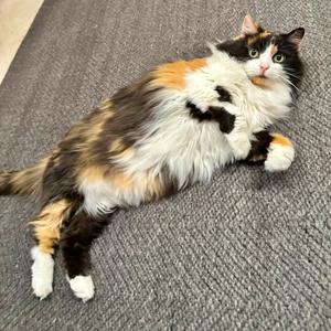 A calico cat lying on its side on a gray carpet.