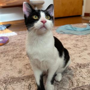 George Harrison, adult, available for adoption