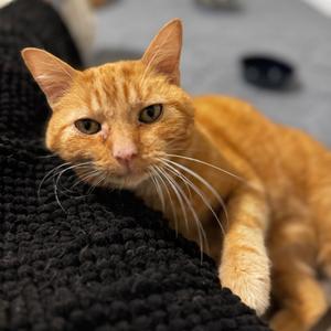 Nemo, senior, available for adoption