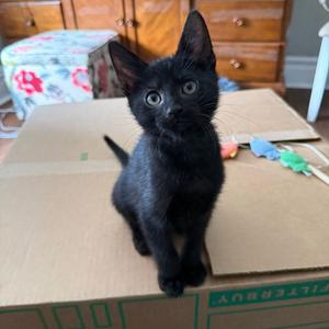 Mitosis, kitten, available for adoption