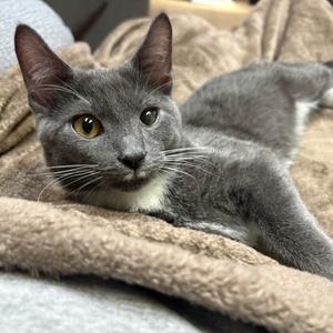 Bear, adult, available for adoption