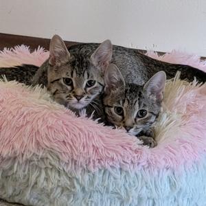 Two tabby kittens lying in a pink and white fluffy cat bed
