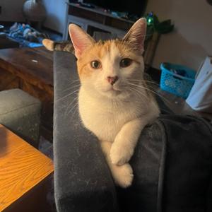 Cherry Breese, adult, available for adoption