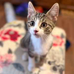 Meiosis, kitten, available for adoption