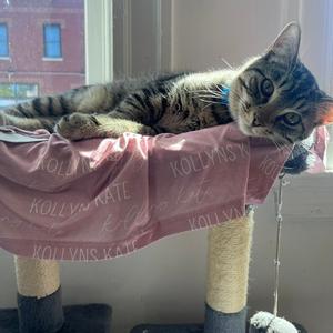 A tabby cat lying on a pink blanket with the words "KOLLYNS KATE" printed on it, resting on a cat tree near a window.