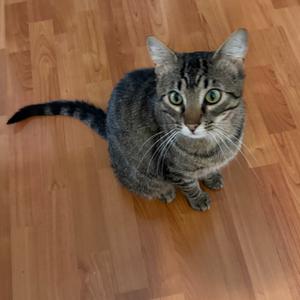 A tabby cat sitting on a wooden floor, looking up at the camera with bright green eyes.