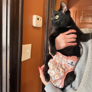 Noir, adult, available for adoption