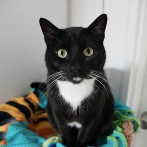 Bill Bixby, adult, available for adoption