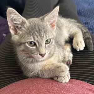 Alpine, kitten, available for adoption