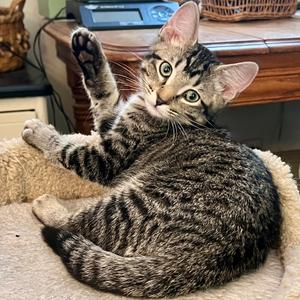 Mongoose, kitten, available for adoption