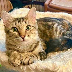 Mama Mabel, adult, available for adoption