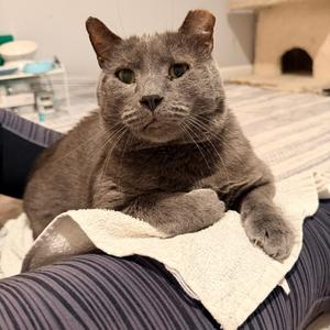 Little Grey, senior, available for adoption