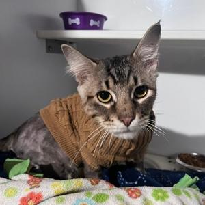 Buzz, adult, available for adoption