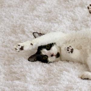 A black and white cat lying on its back on a fluffy white rug.