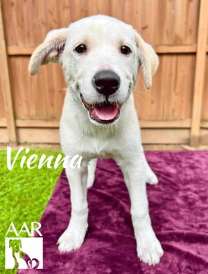 Vienna, Labrador Retriever, young, available for adoption